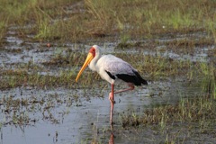 A yellow-billed stork