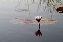 Water lilly