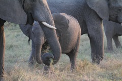 A baby elephant learns to eat