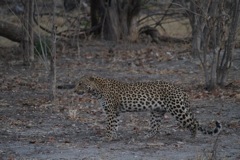 A leopard stalks a squirrel