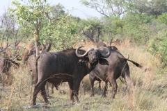 African buffalo