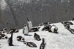 More penguins