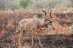 Greater kudu