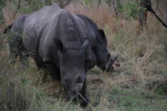 Black rhino