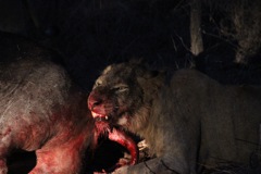 Lions feeding