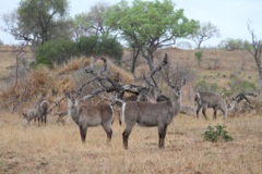 Common reedbuck