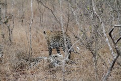 Leopards