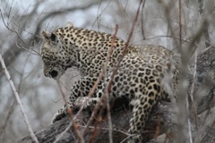 Leopards in a tree