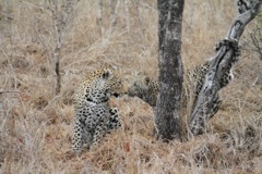 Leopards kissing