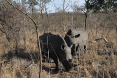 More black rhino