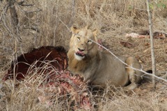 Lions feeding on a buffalo (day 2)