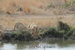 Lions drinking