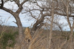 Coming out of the tree