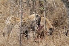 Hyena work over the kill