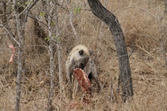 The hyena kept sneaking back when the lions weren't looking