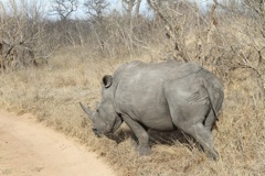 A black rhino